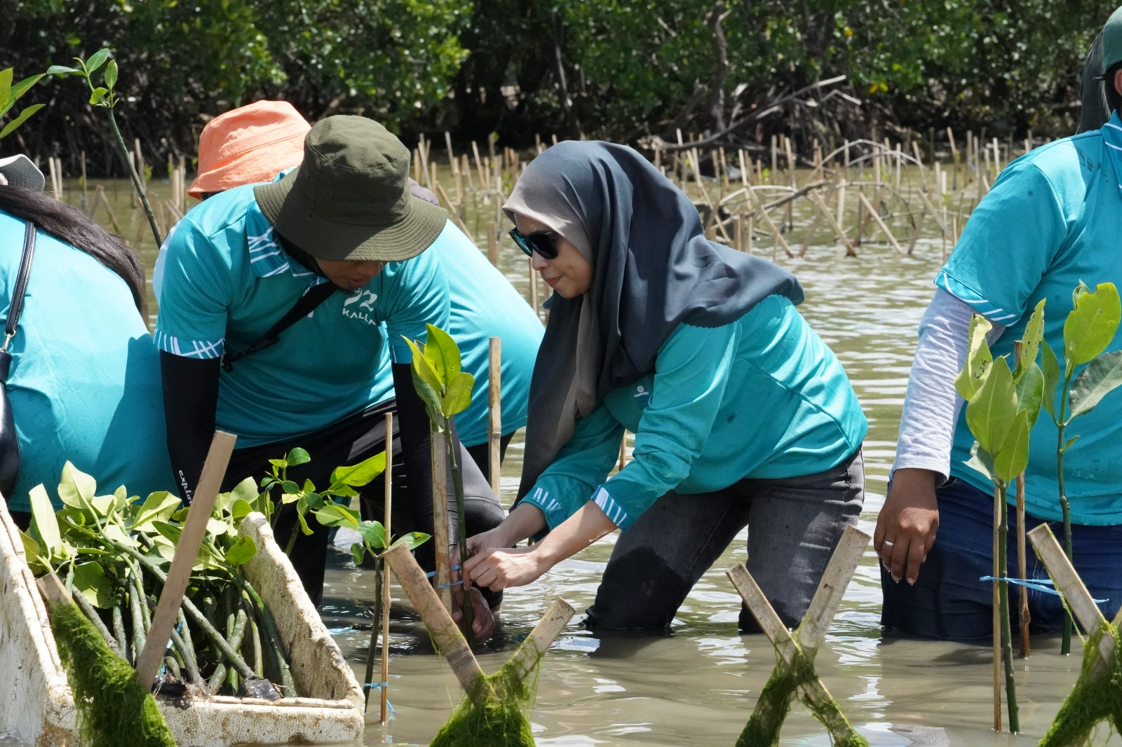 Aksi Lanjutan Carbon Offset Program Kalla Dan Nelayan Lokal Tanam